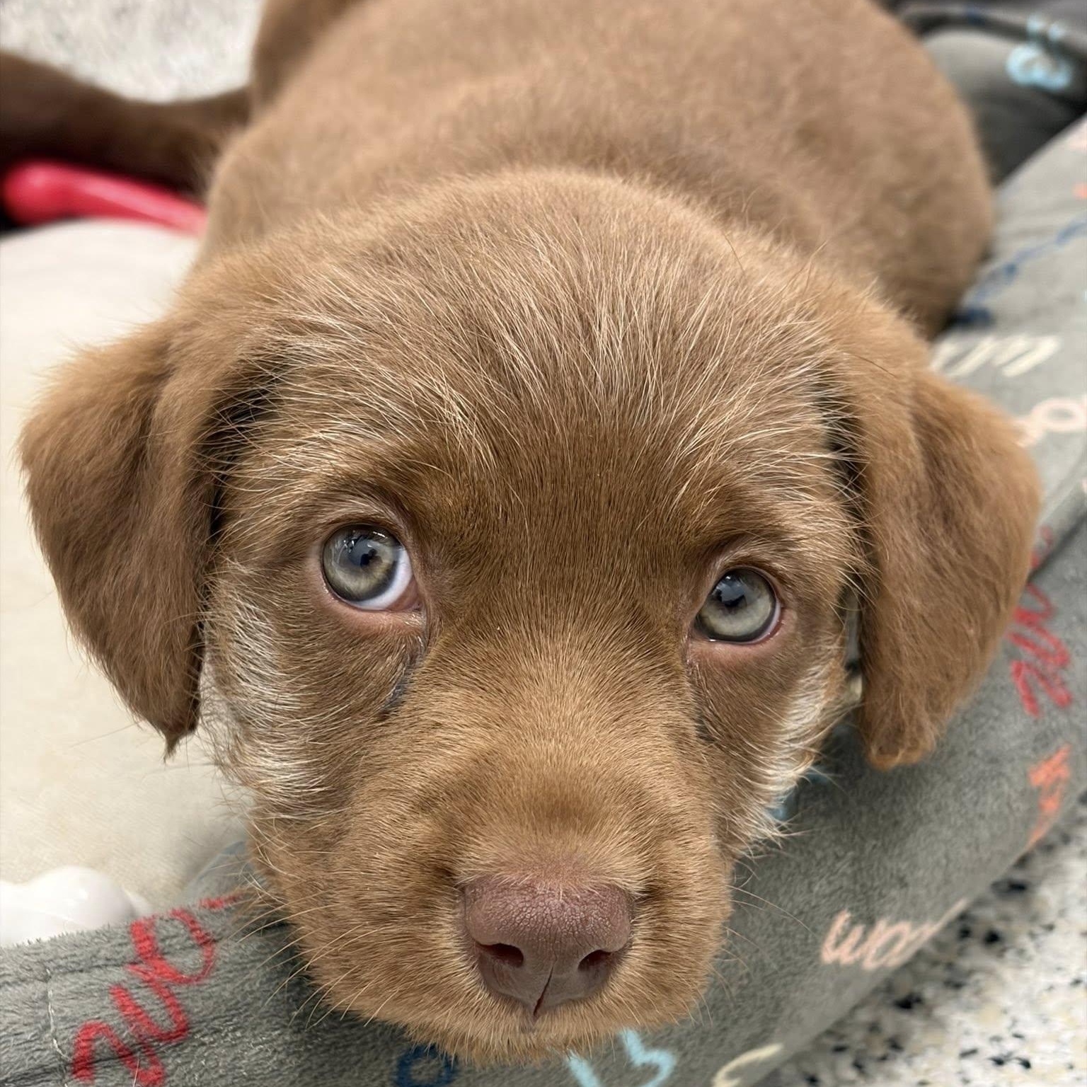 Enlarge Rosalba, an adopted mixed breed in Palatine, IL image 5/6
