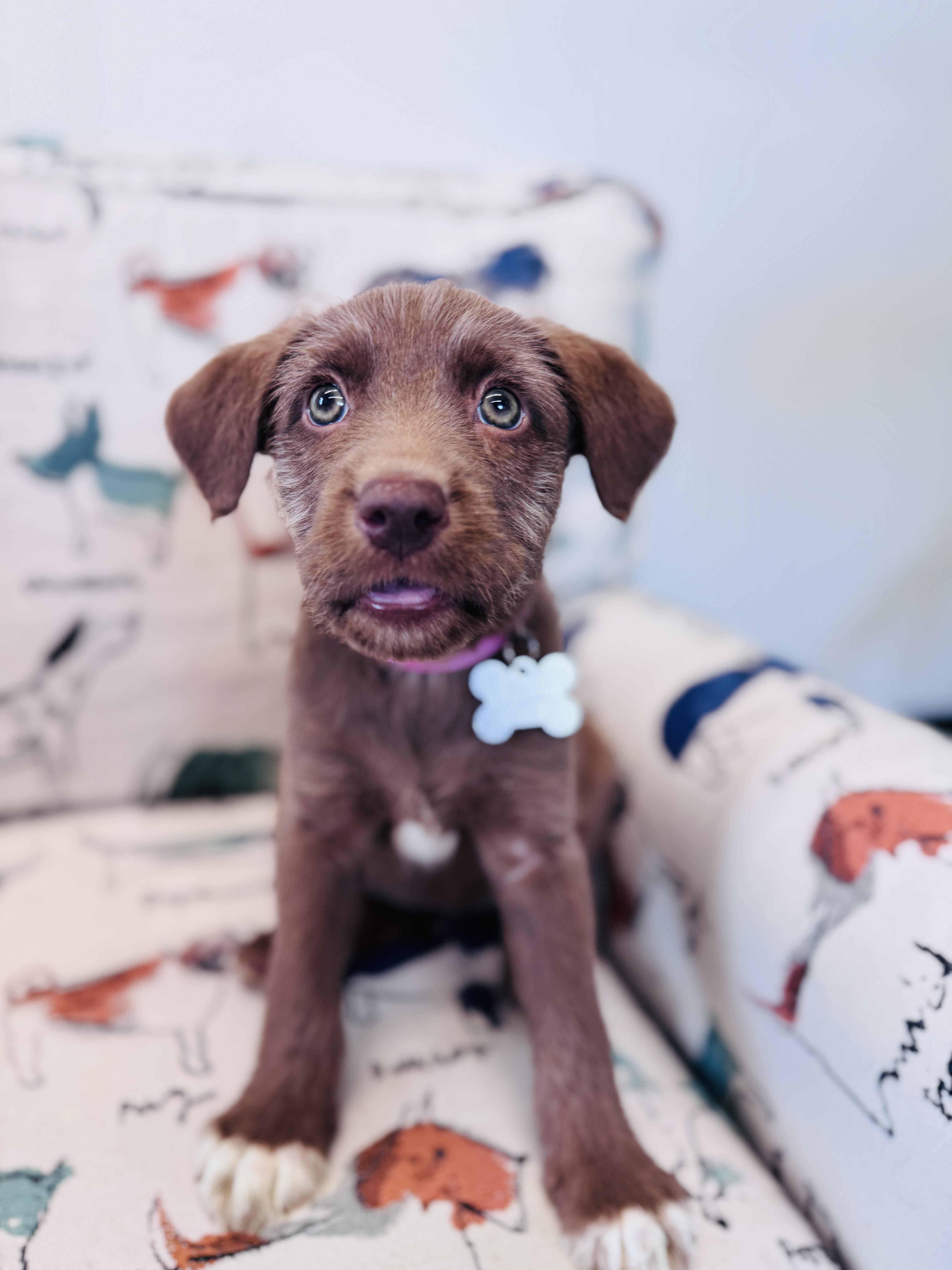 Enlarge Rosalba, an adopted mixed breed in Palatine, IL image 4/6