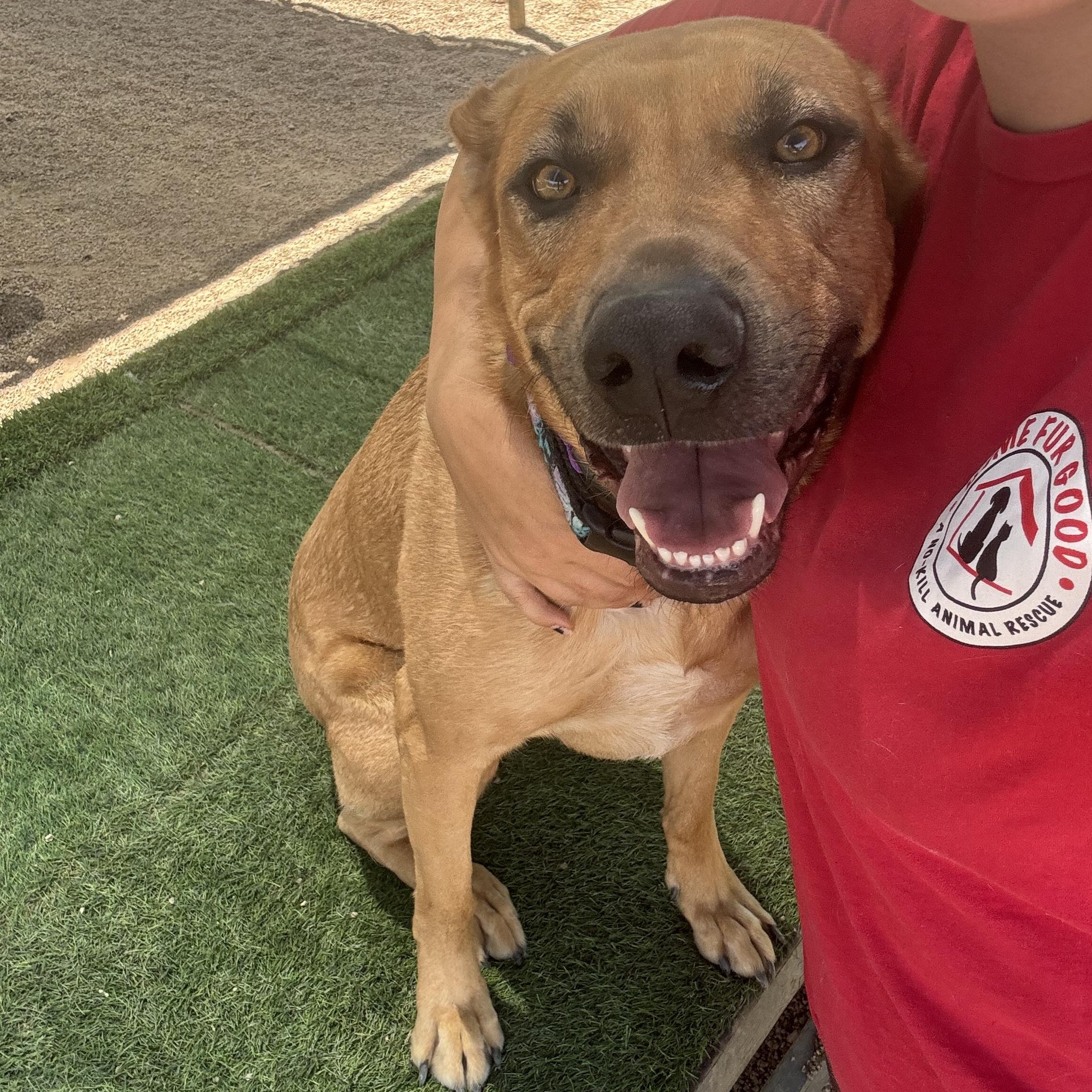 Enlarge Birdie, a ADOPTABLE mixed breed in Phoenix, AZ image 3/6