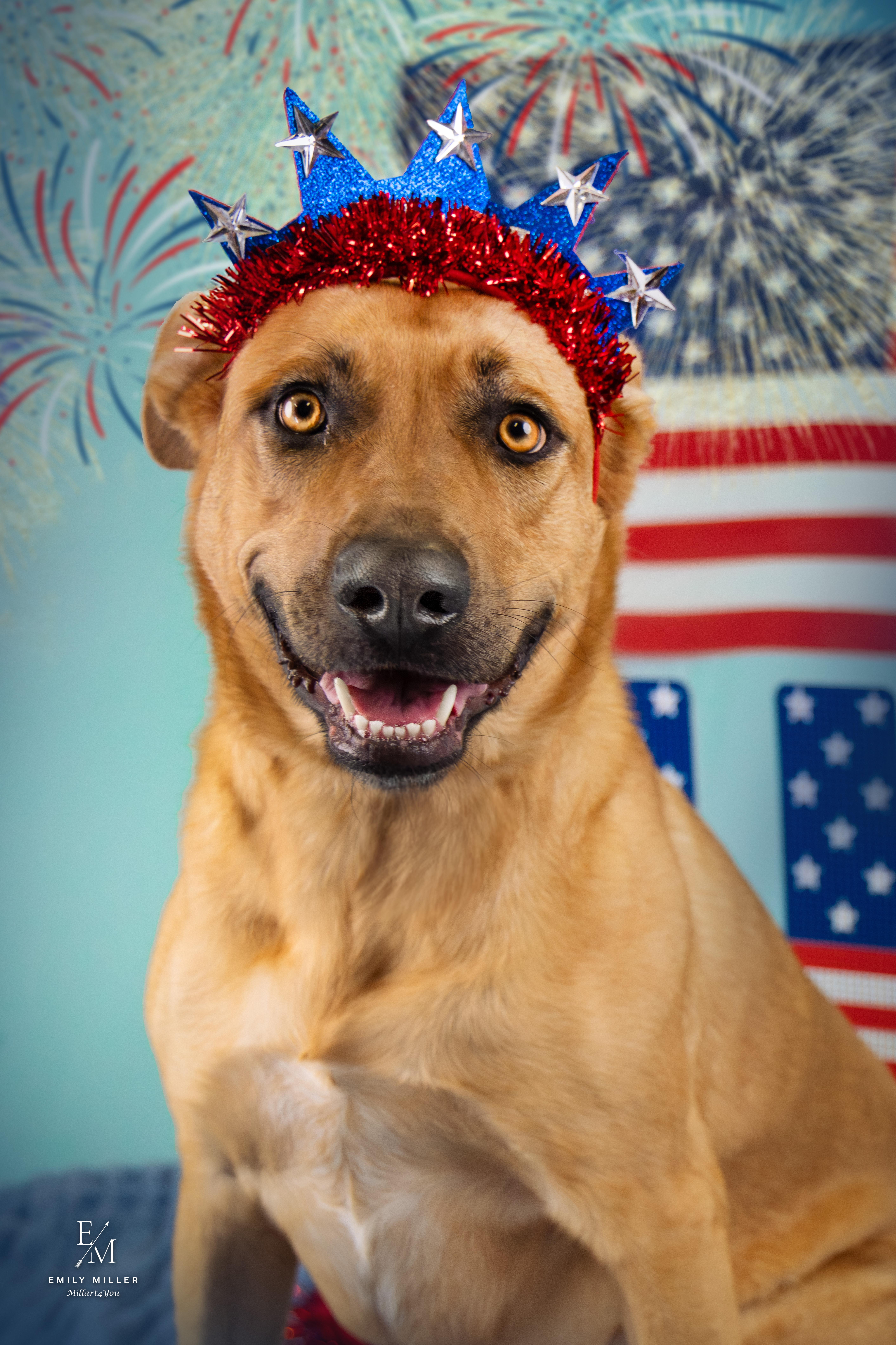 Enlarge Birdie, a ADOPTABLE mixed breed in Phoenix, AZ image 2/6