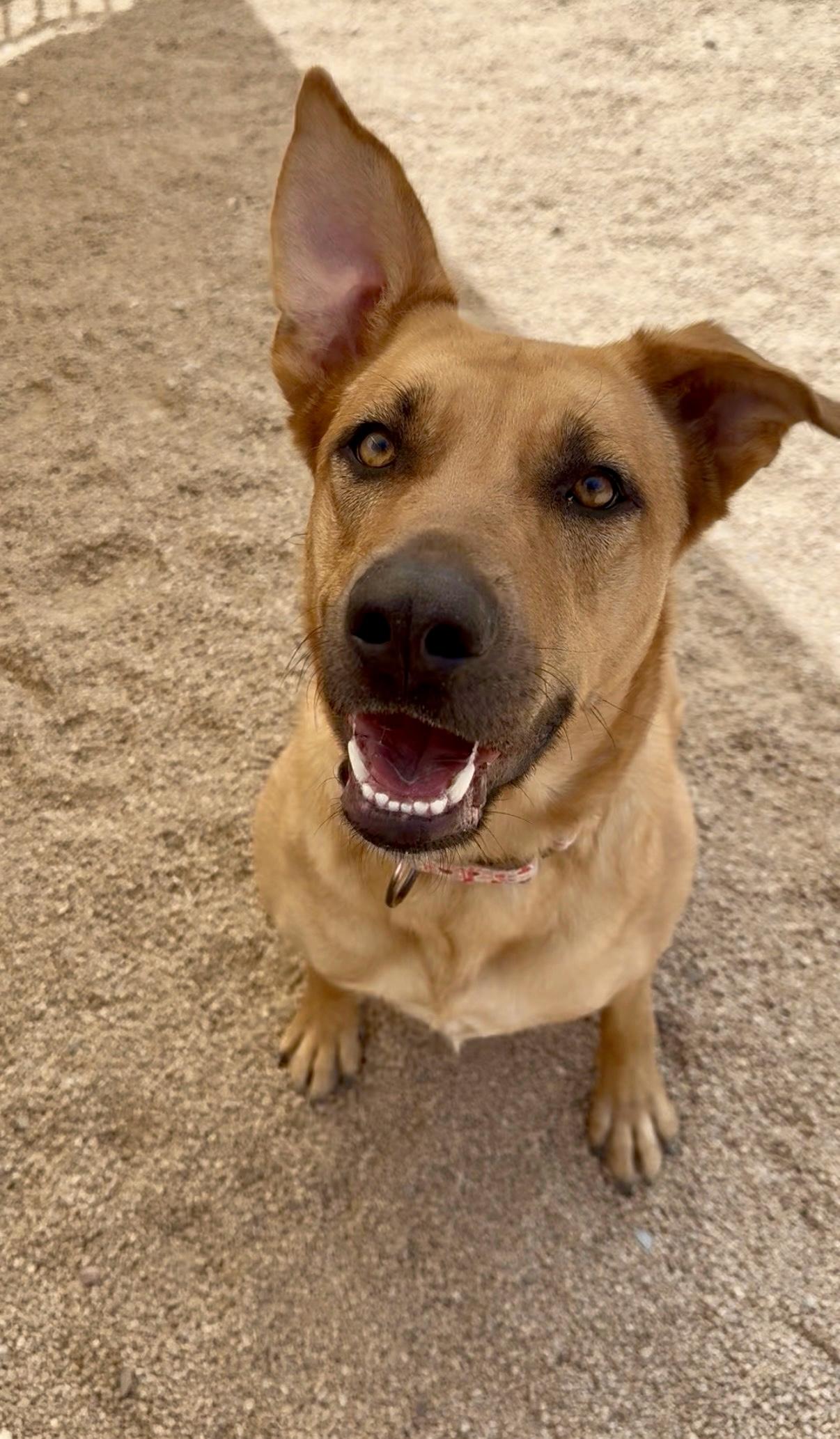 Enlarge Birdie, a ADOPTABLE mixed breed in Phoenix, AZ image 4/6