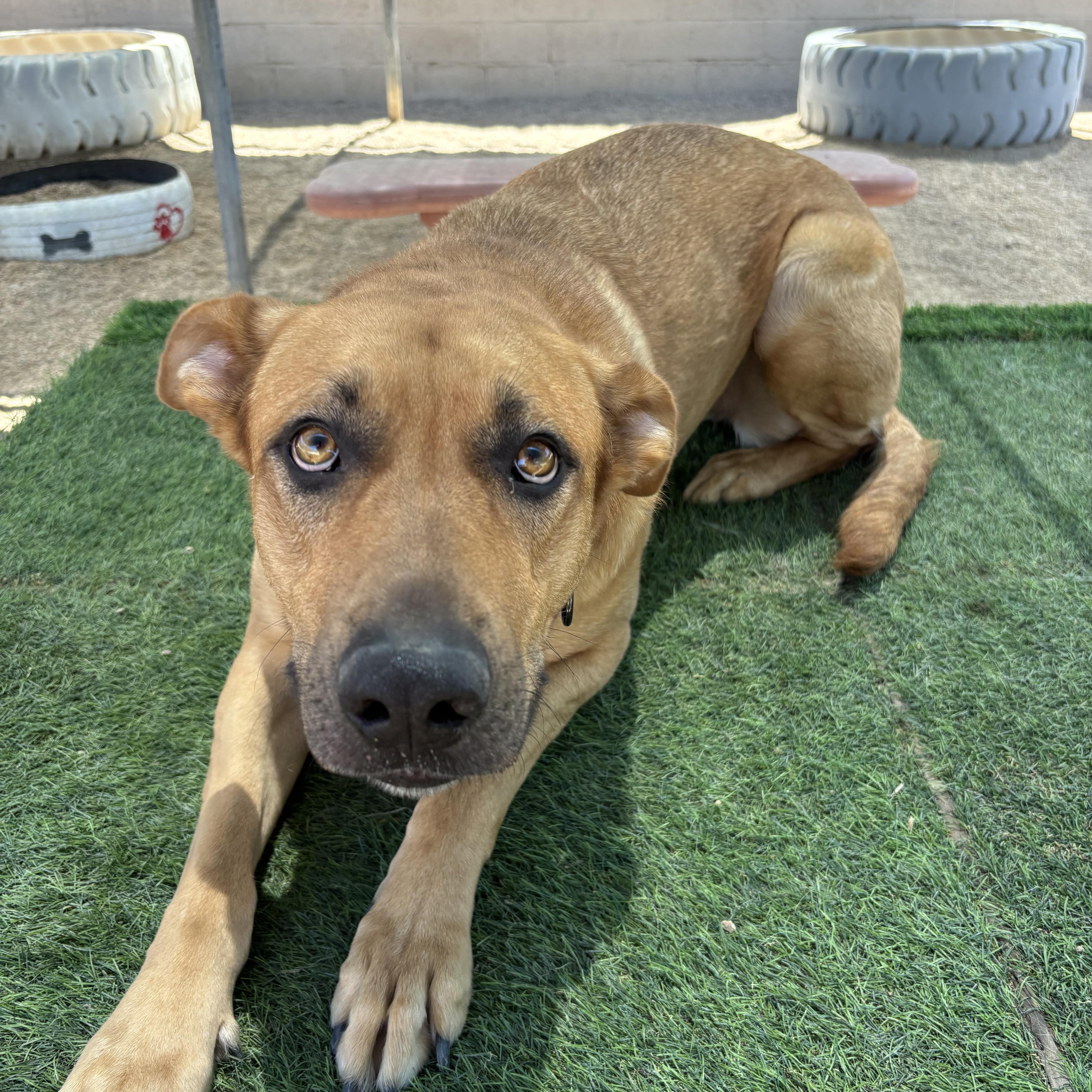 Enlarge Birdie, a ADOPTABLE mixed breed in Phoenix, AZ image 5/6