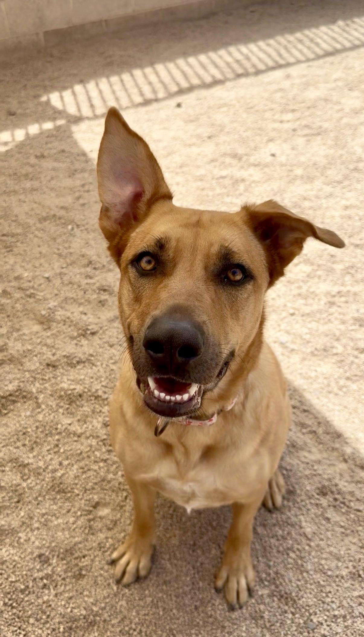 Birdie, ADOPTABLE, Adult Female Labrador Retriever.