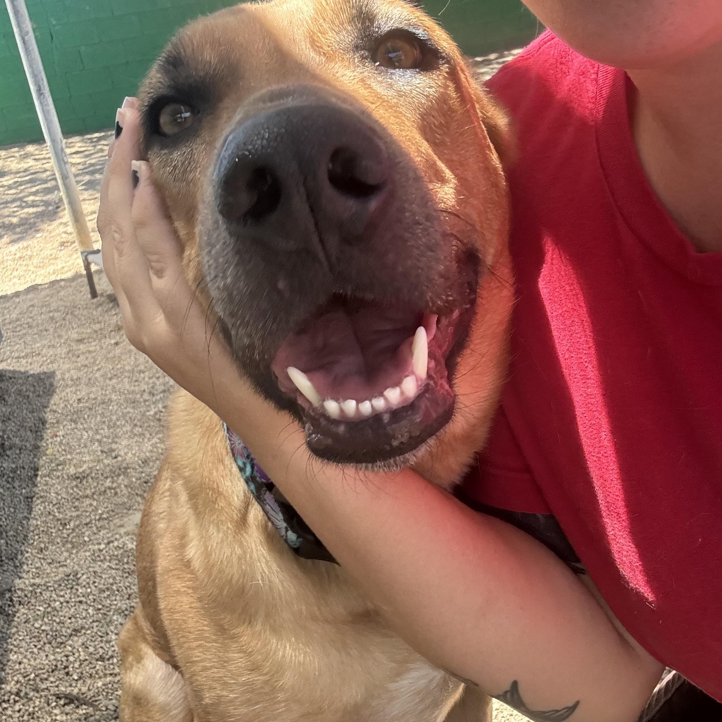 Enlarge Birdie, a ADOPTABLE mixed breed in Phoenix, AZ image 6/6