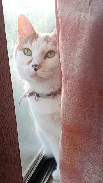 Abigail, Adoptable, Adult Female Siamese.