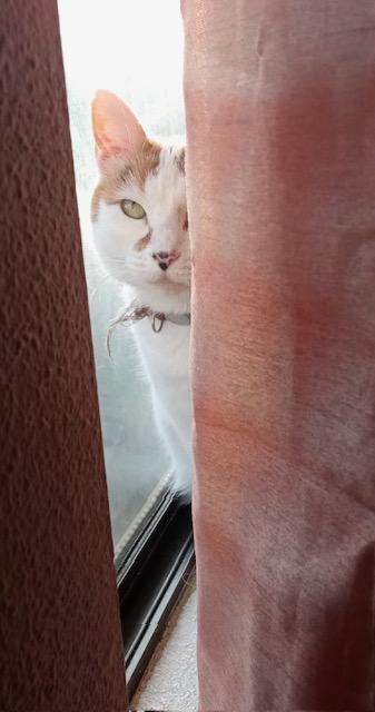 Abigail, a Adoptable Siamese in Santa Cruz, CA image 4/4