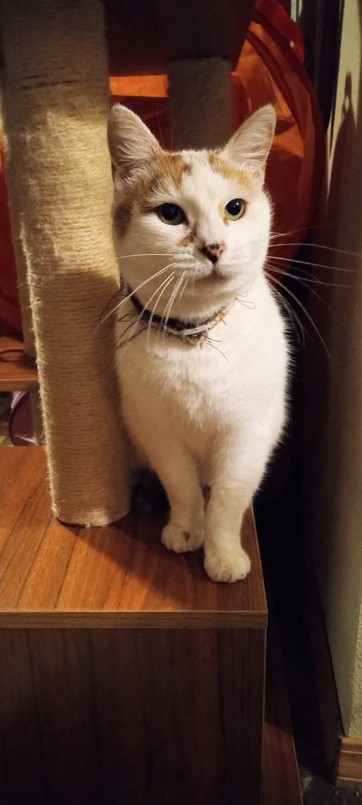 Abigail, a Adoptable Siamese in Santa Cruz, CA image 2/4