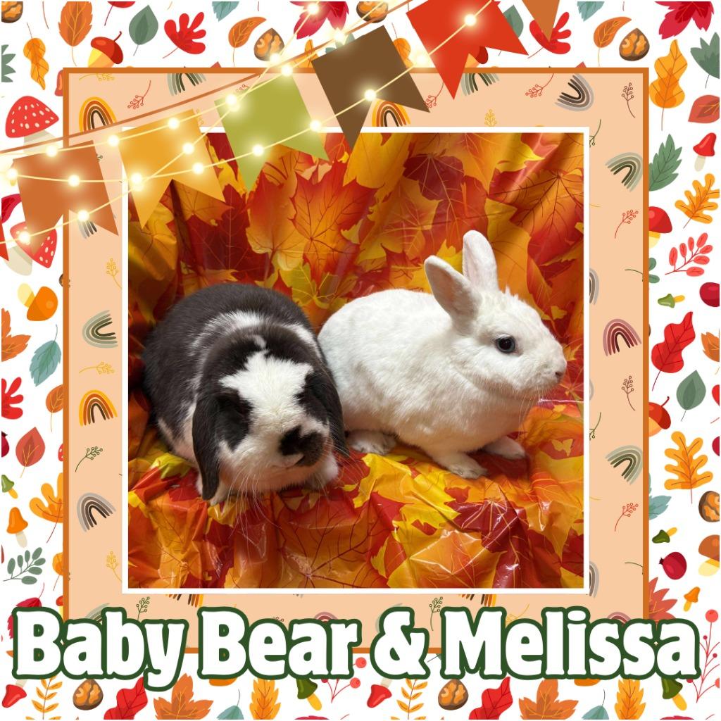 Enlarge Melissa, a Adoptable Hotot in Elizabethtown, KY image 3/4