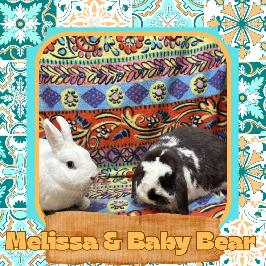 Enlarge Melissa, a Adoptable Hotot in Elizabethtown, KY image 4/4