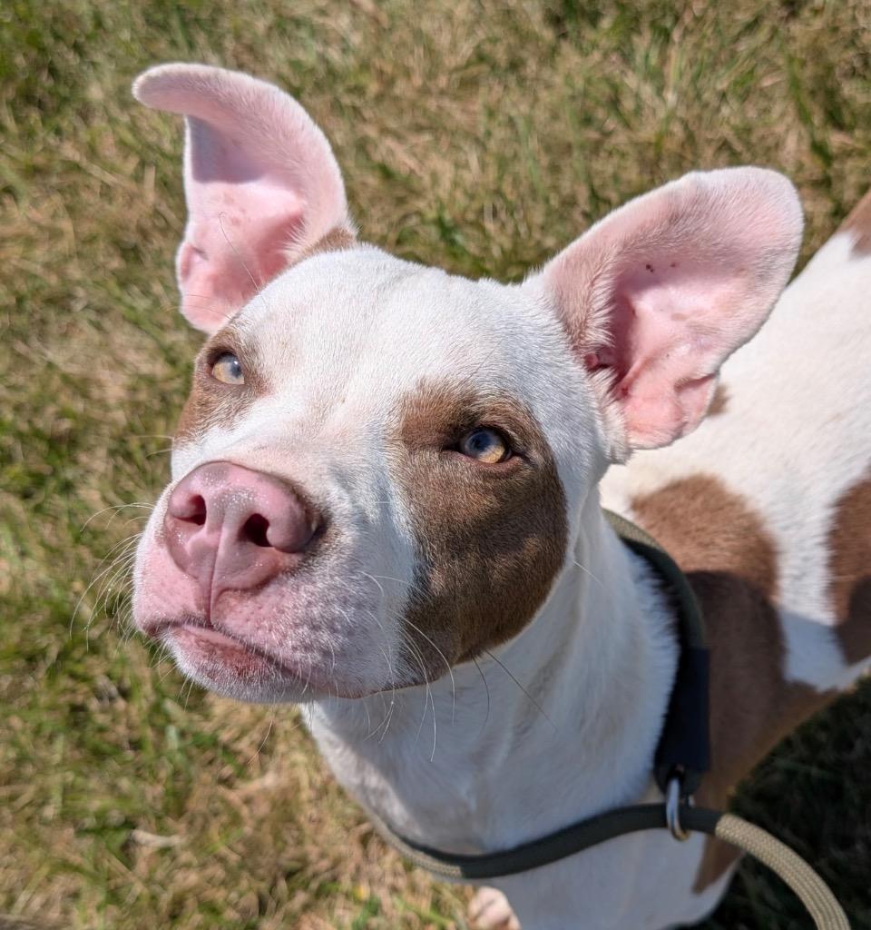 Terry, Adoptable, Young Male Terrier.