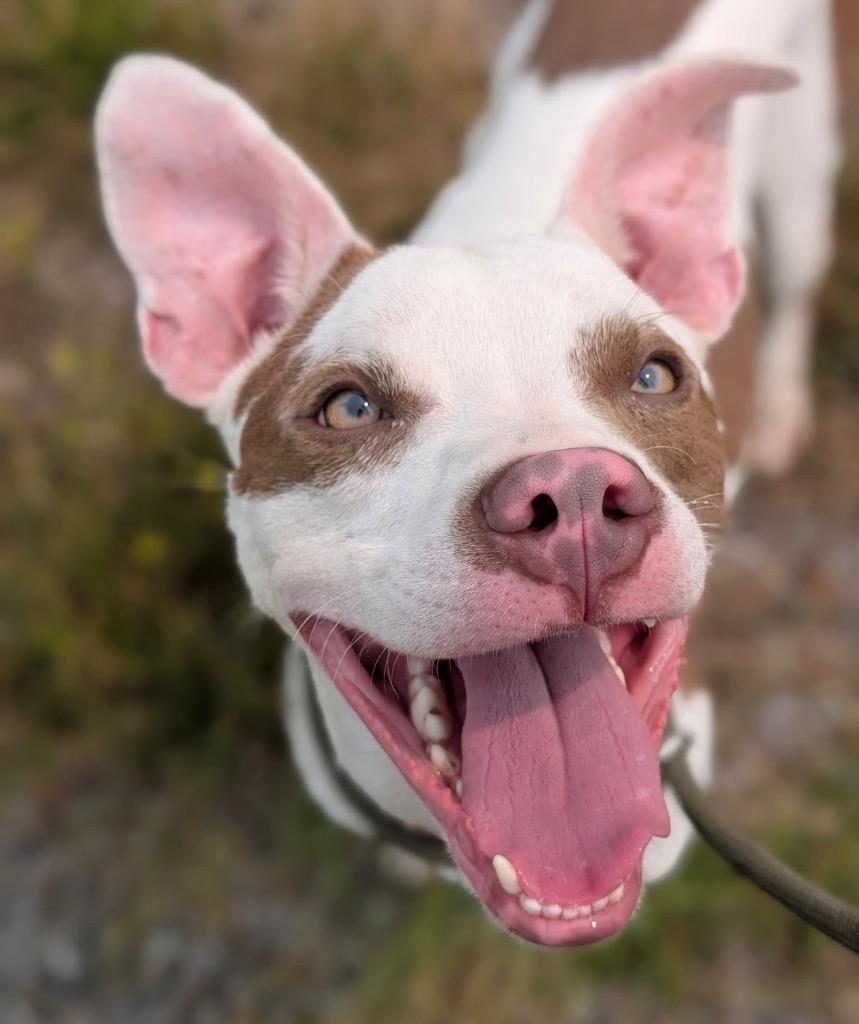 Enlarge Terry, a Adoptable mixed breed in Defiance, OH image 2/6