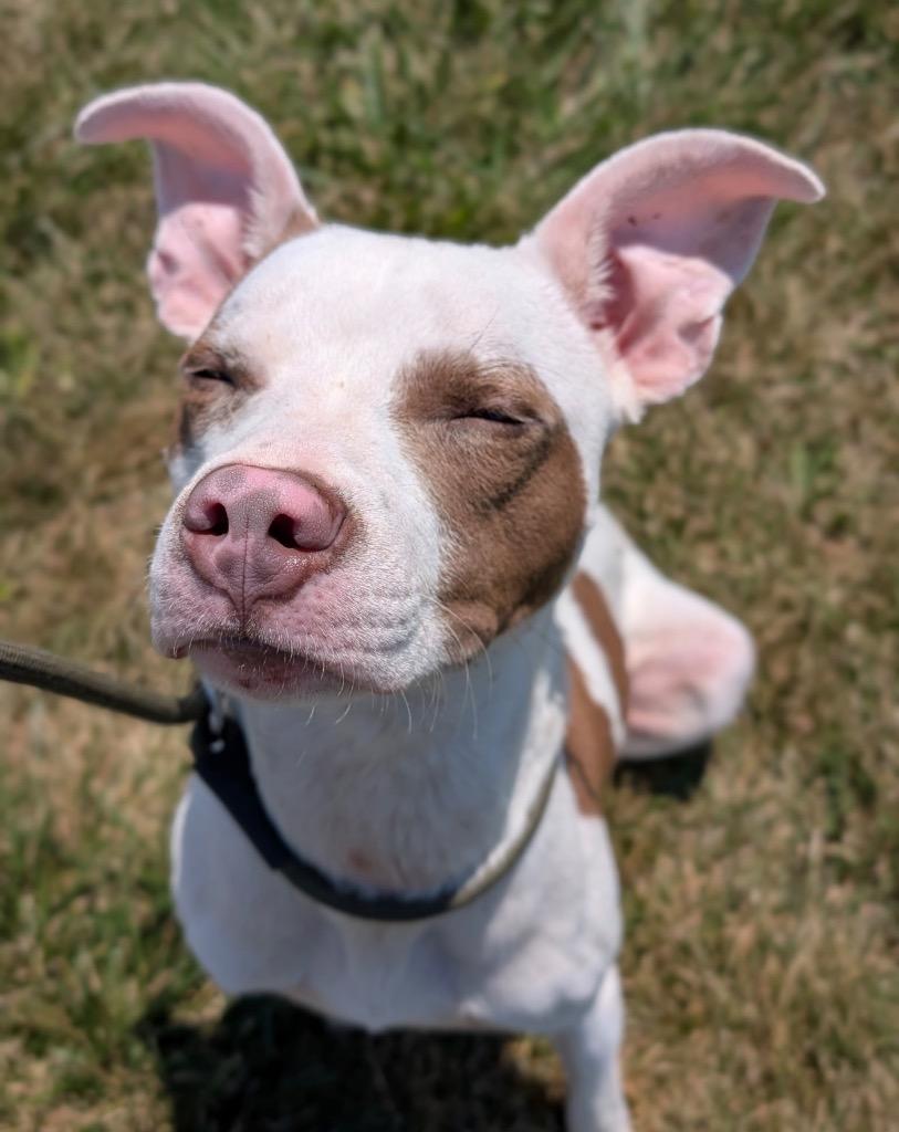 Enlarge Terry, a Adoptable mixed breed in Defiance, OH image 3/6