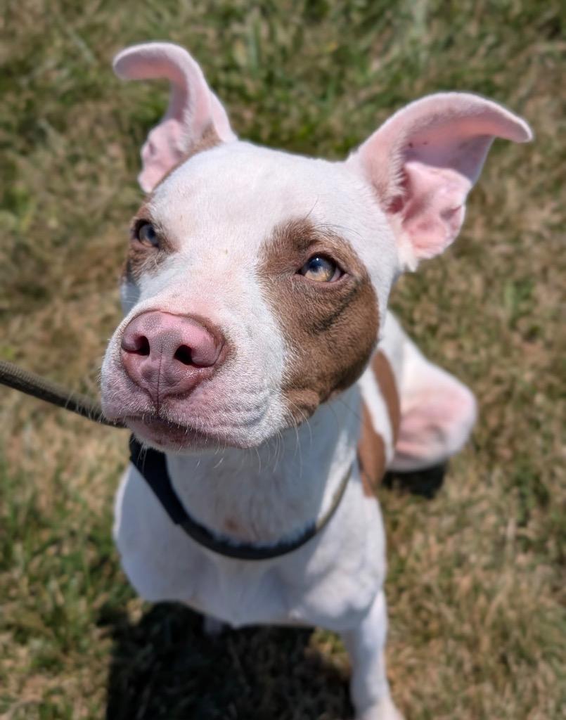 Enlarge Terry, a Adoptable mixed breed in Defiance, OH image 4/6