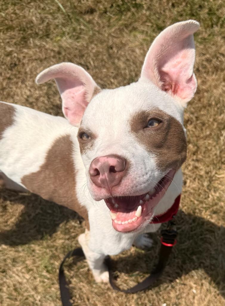 Enlarge Terry, a Adoptable mixed breed in Defiance, OH image 5/6
