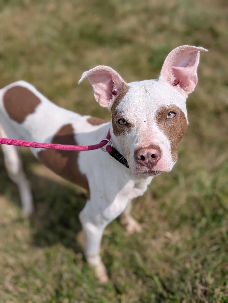 Enlarge Terry, a Adoptable mixed breed in Defiance, OH image 6/6