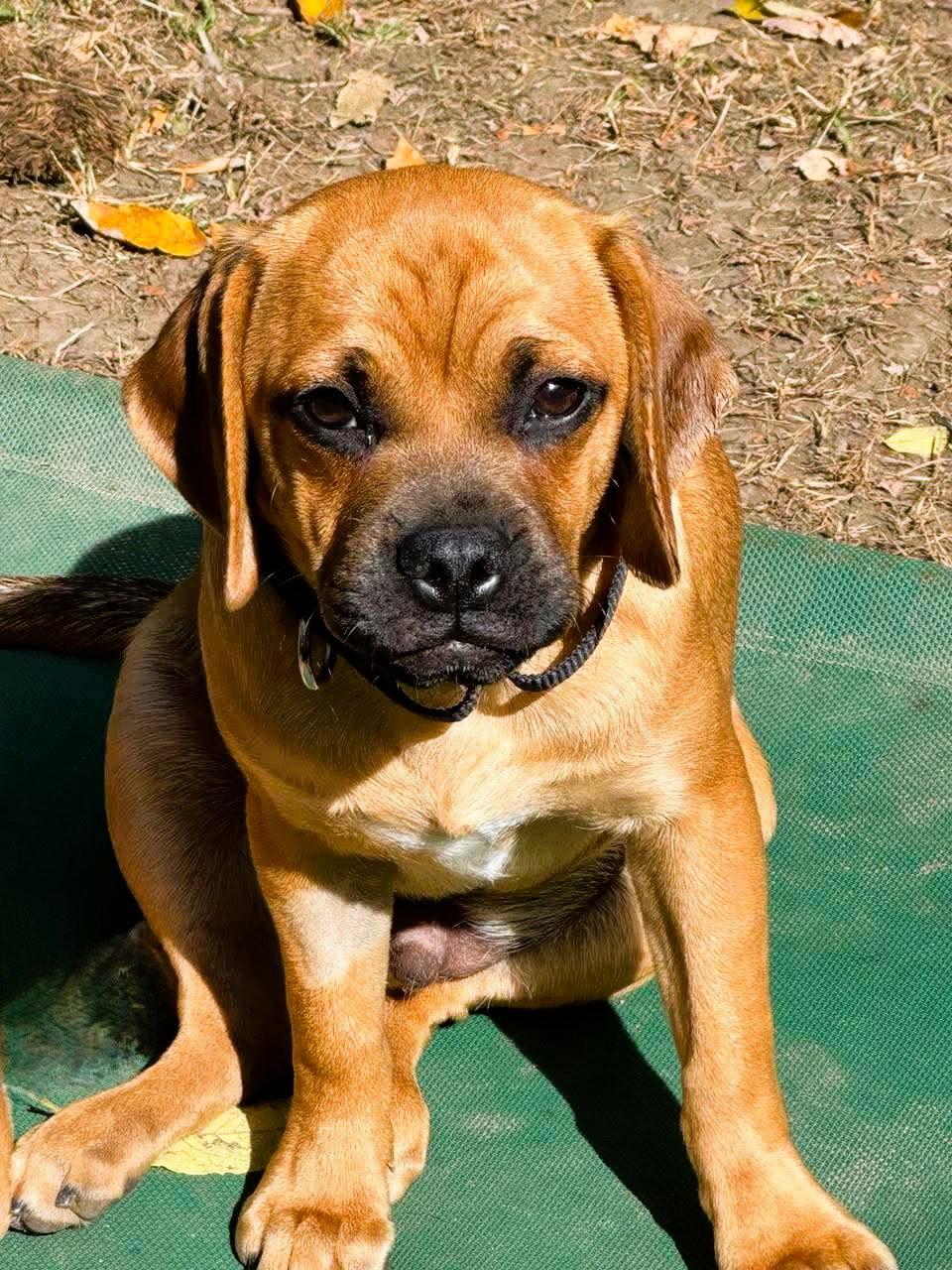 Enlarge Sawyer, a Adoptable mixed breed in Buffalo, NY image 2/3