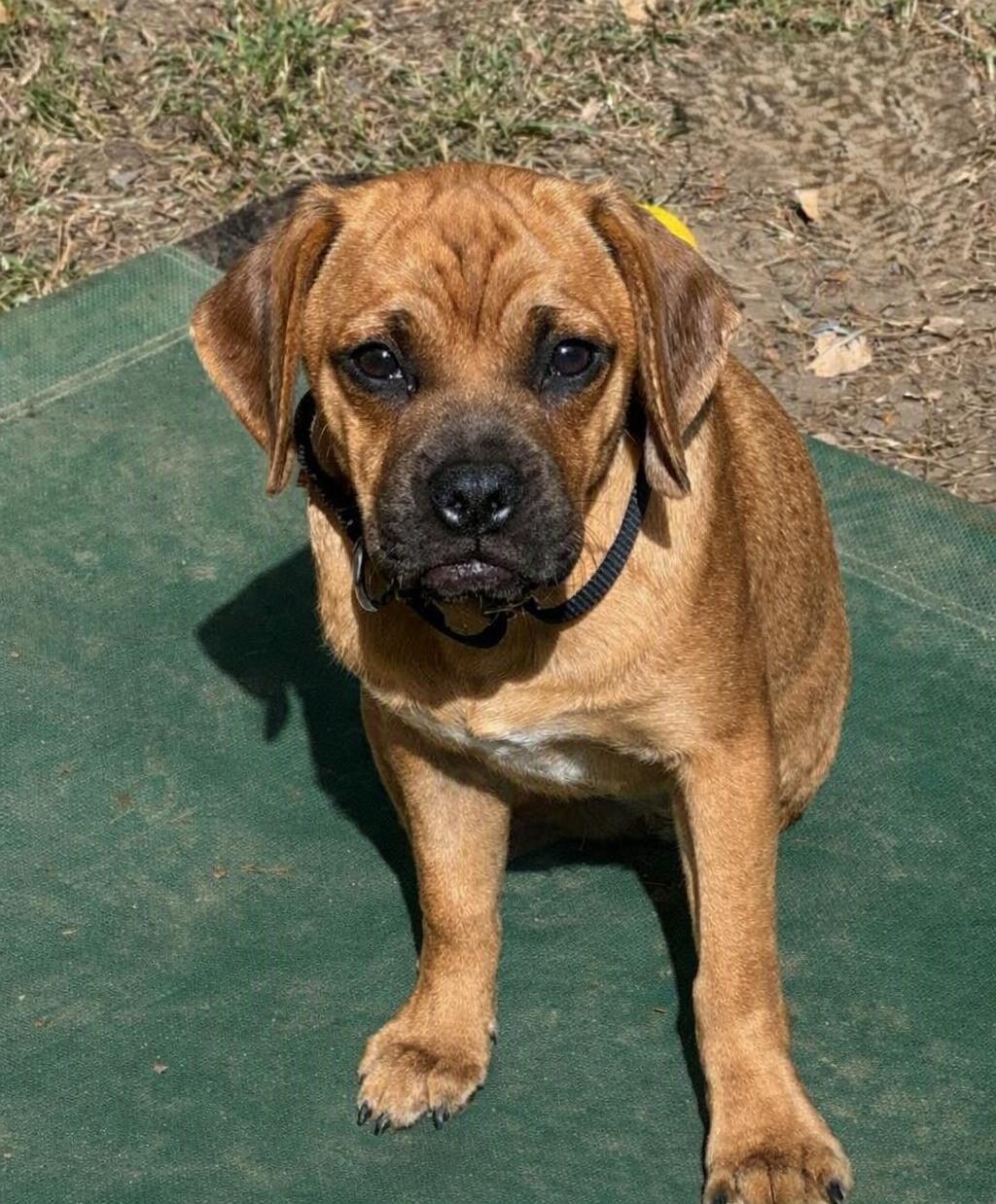 Enlarge Sawyer, a Adoptable mixed breed in Buffalo, NY image 3/3