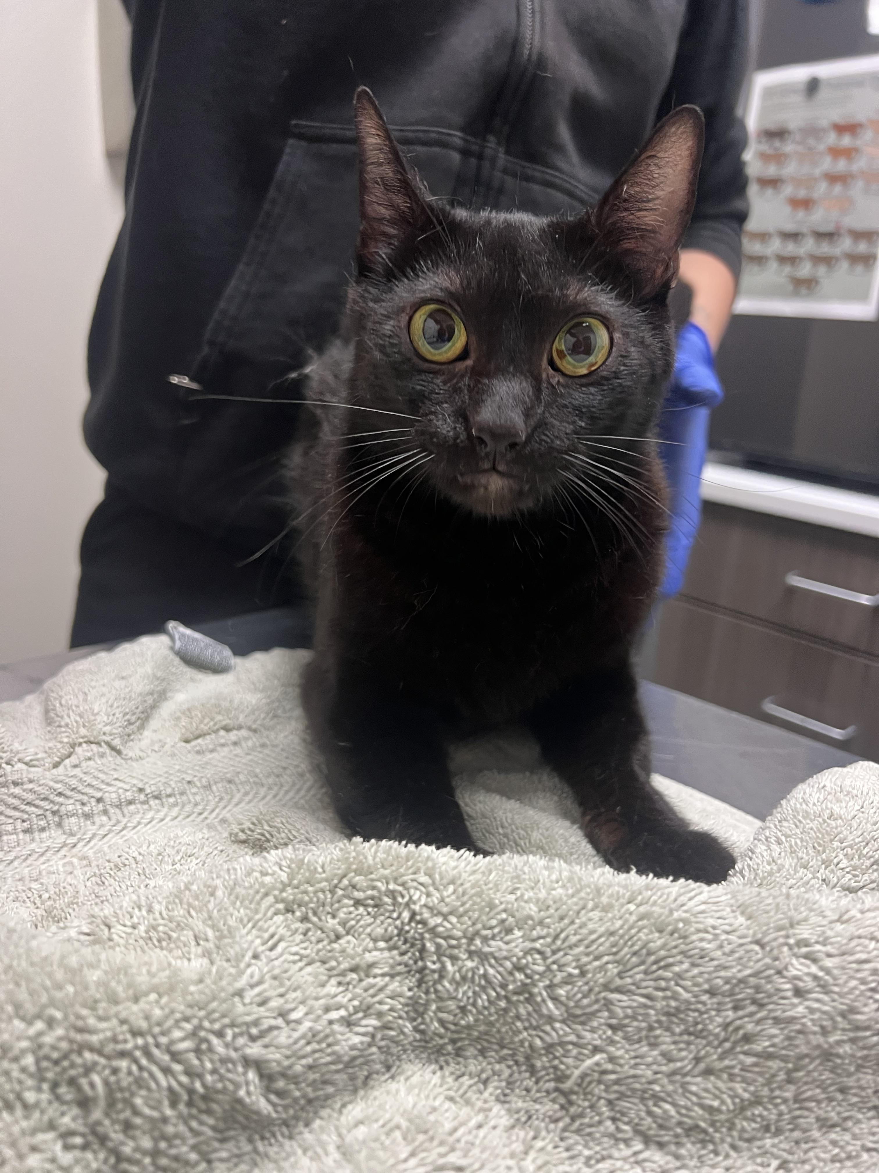 Rozalin, Adoptable, Young Female Domestic Short Hair.