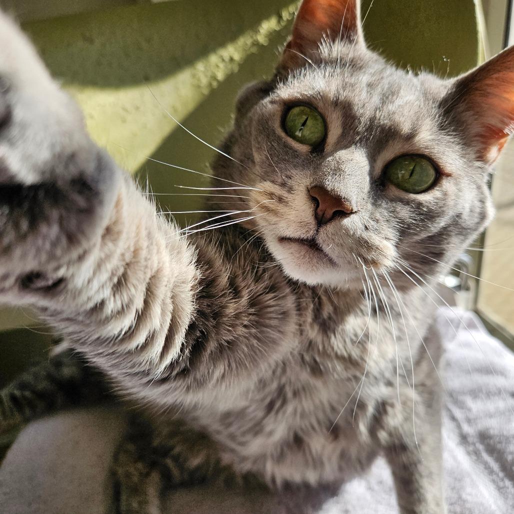 Tiesha, Adoptable, Senior Female Domestic Short Hair.