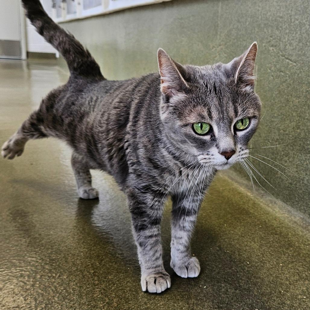 Enlarge Tiesha, a Adoptable Domestic Short Hair in Harrisonburg, VA image 2/4