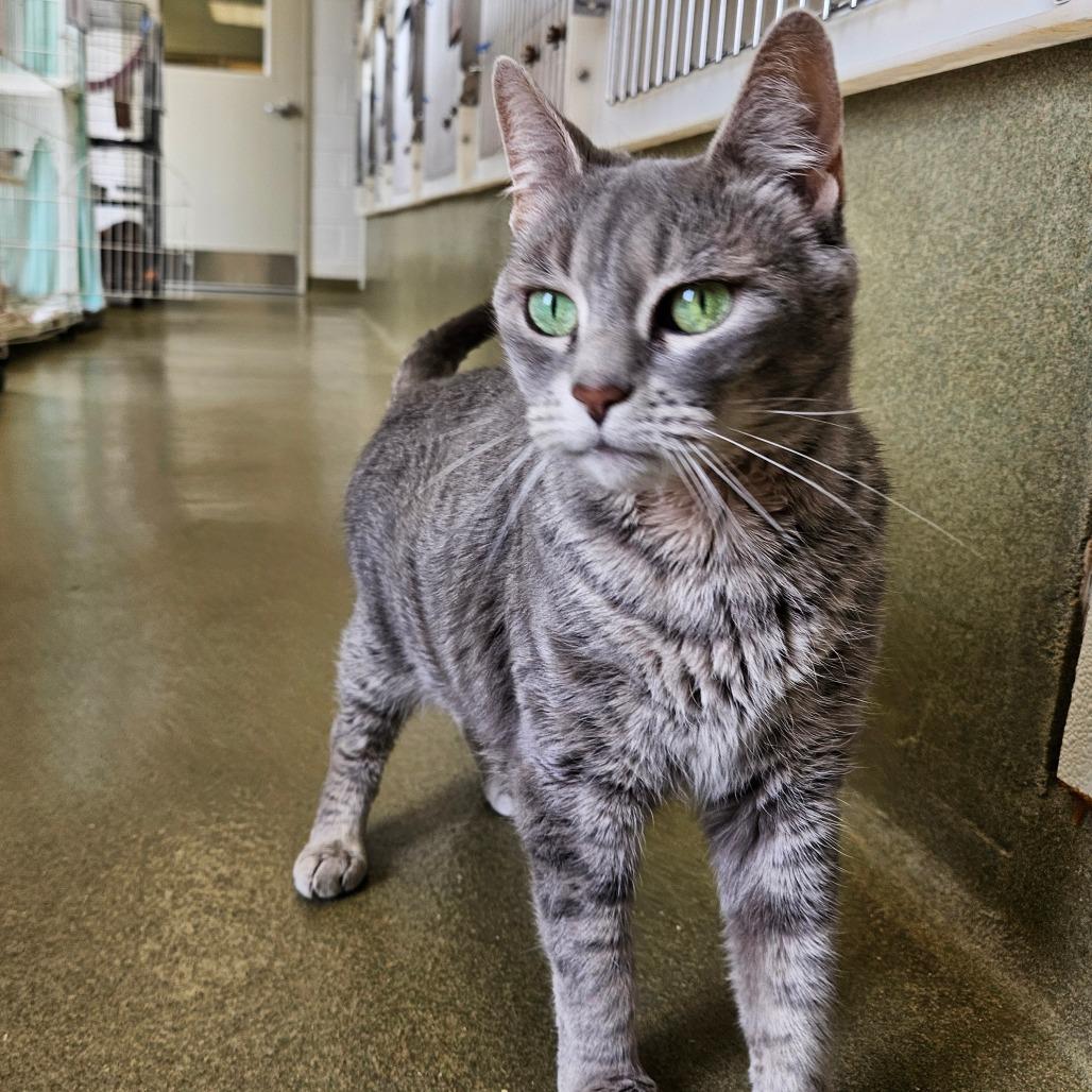 Enlarge Tiesha, a Adoptable Domestic Short Hair in Harrisonburg, VA image 3/4
