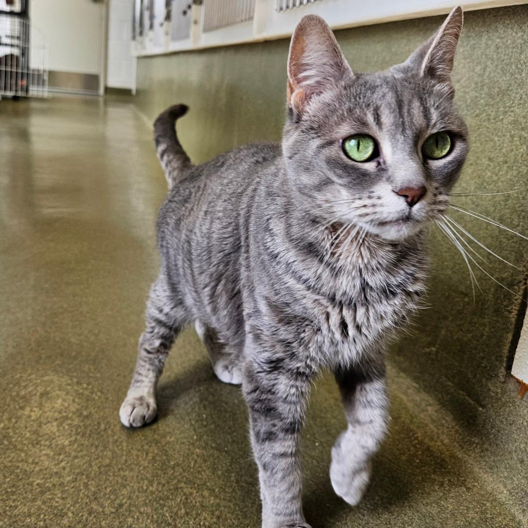 Enlarge Tiesha, a Adoptable Domestic Short Hair in Harrisonburg, VA image 4/4