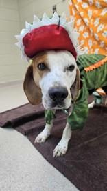 Goofy, Adoptable, Adult Male Mixed Breed.