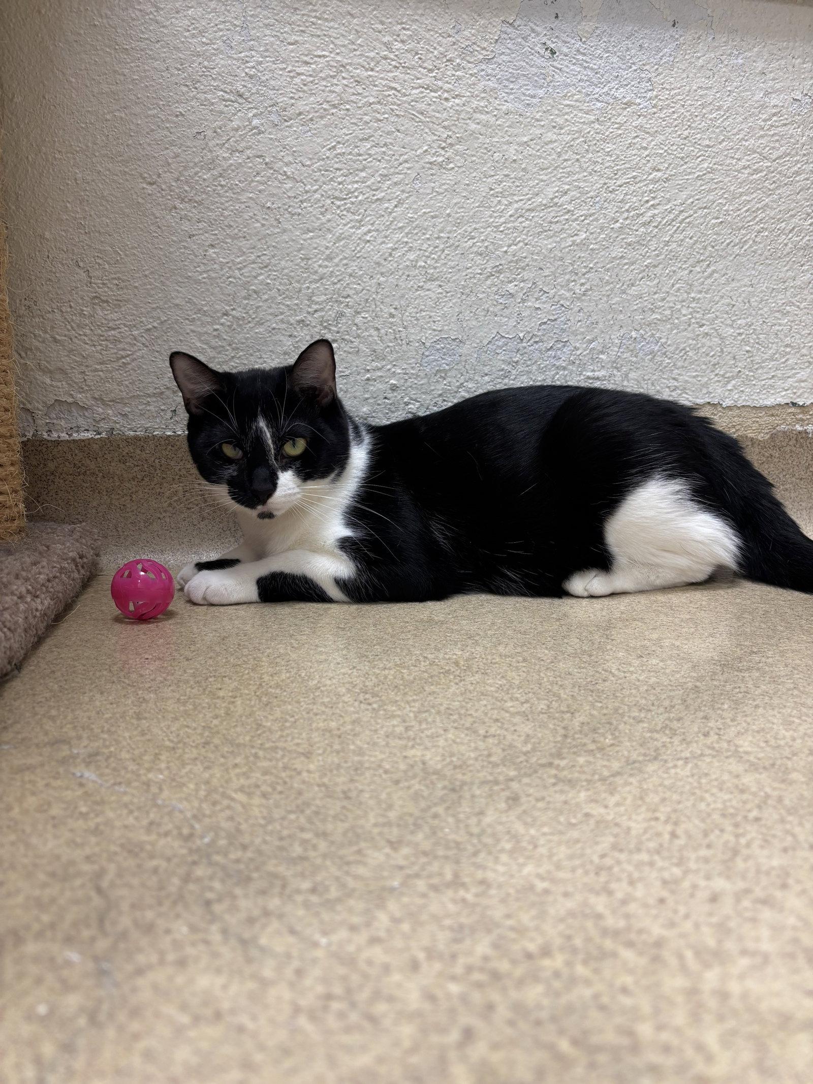 Towns - *Bonded Pair*, Adoptable, Adult Female Domestic Short Hair.