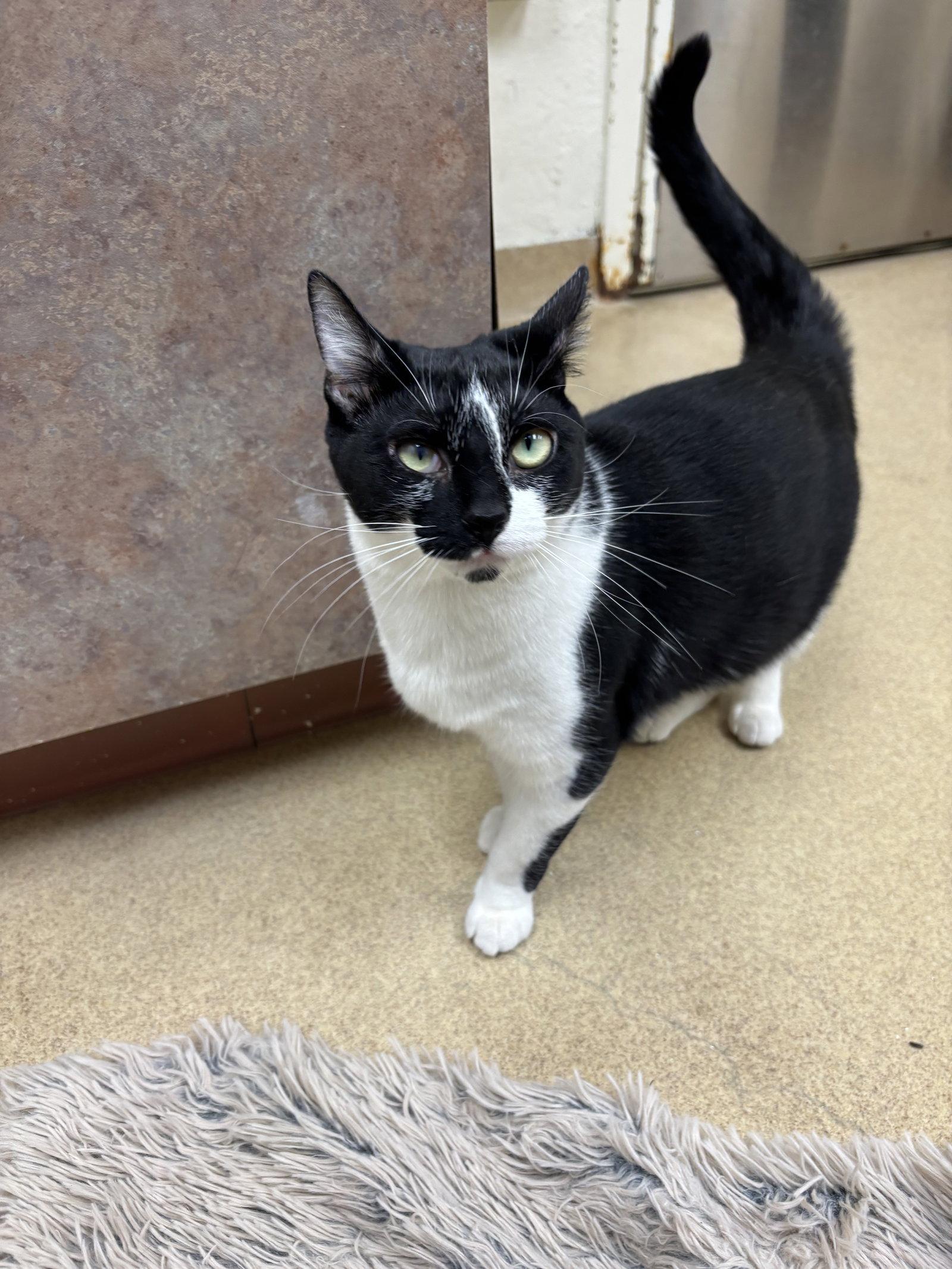 Enlarge Towns - *Bonded Pair*, a Adoptable Domestic Short Hair in Brick, NJ image 2/3