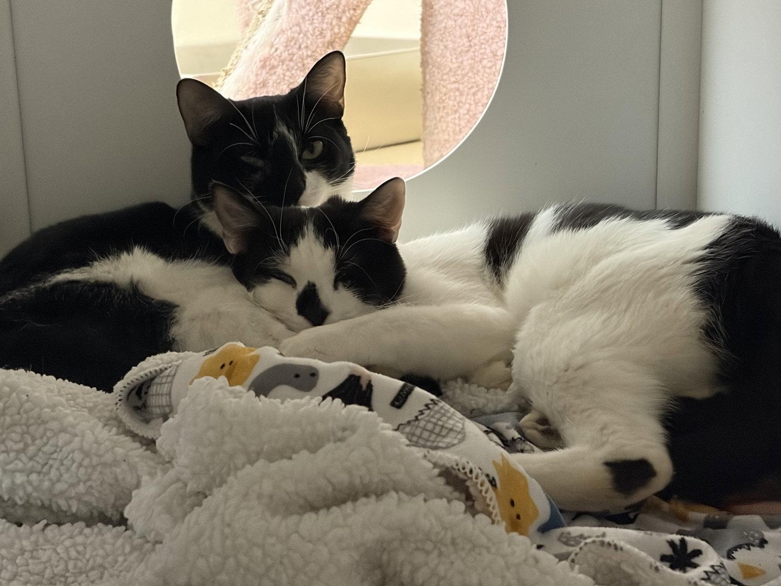 Enlarge Towns - *bonded pair*, a Adoptable Domestic Short Hair in Brick, NJ image 1/1