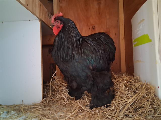 DAPPER, Adoptable, Young Male Chicken.