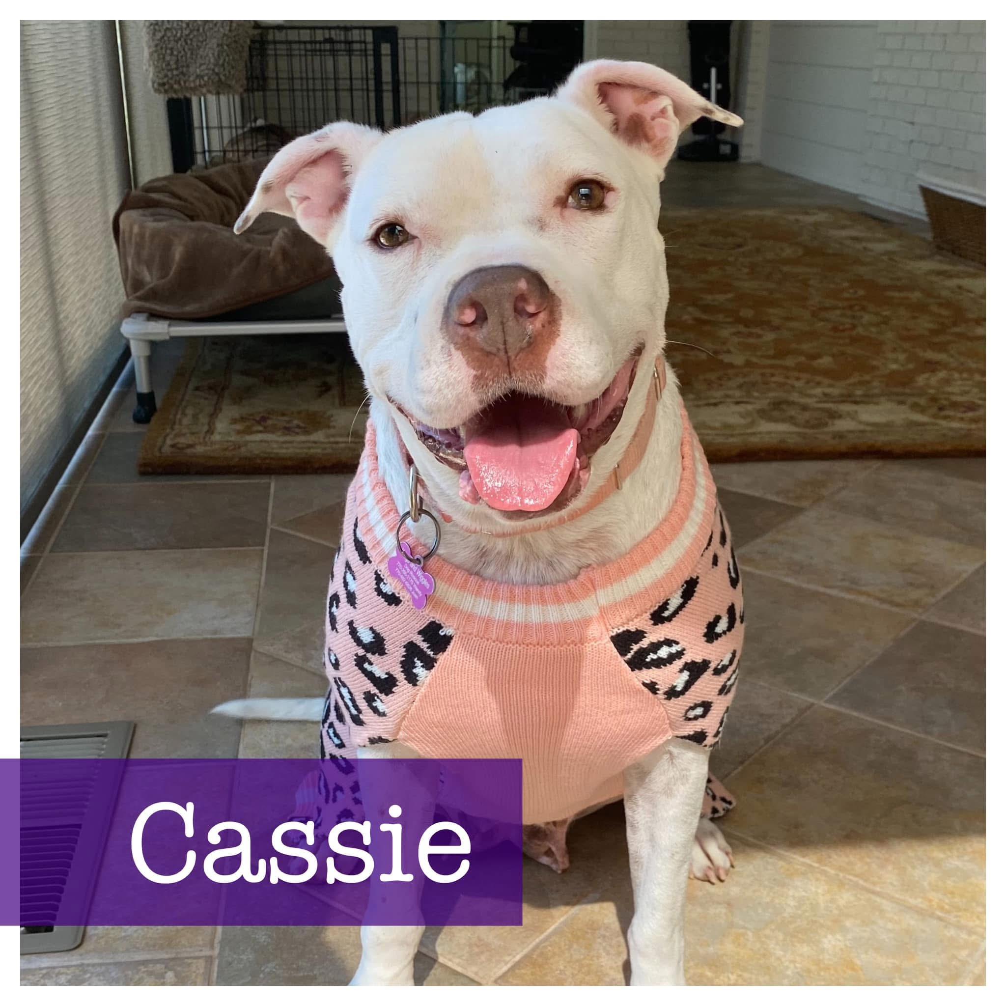 Cassie, adoptable, Adult Female American Bulldog & American Staffordshire Terrier.