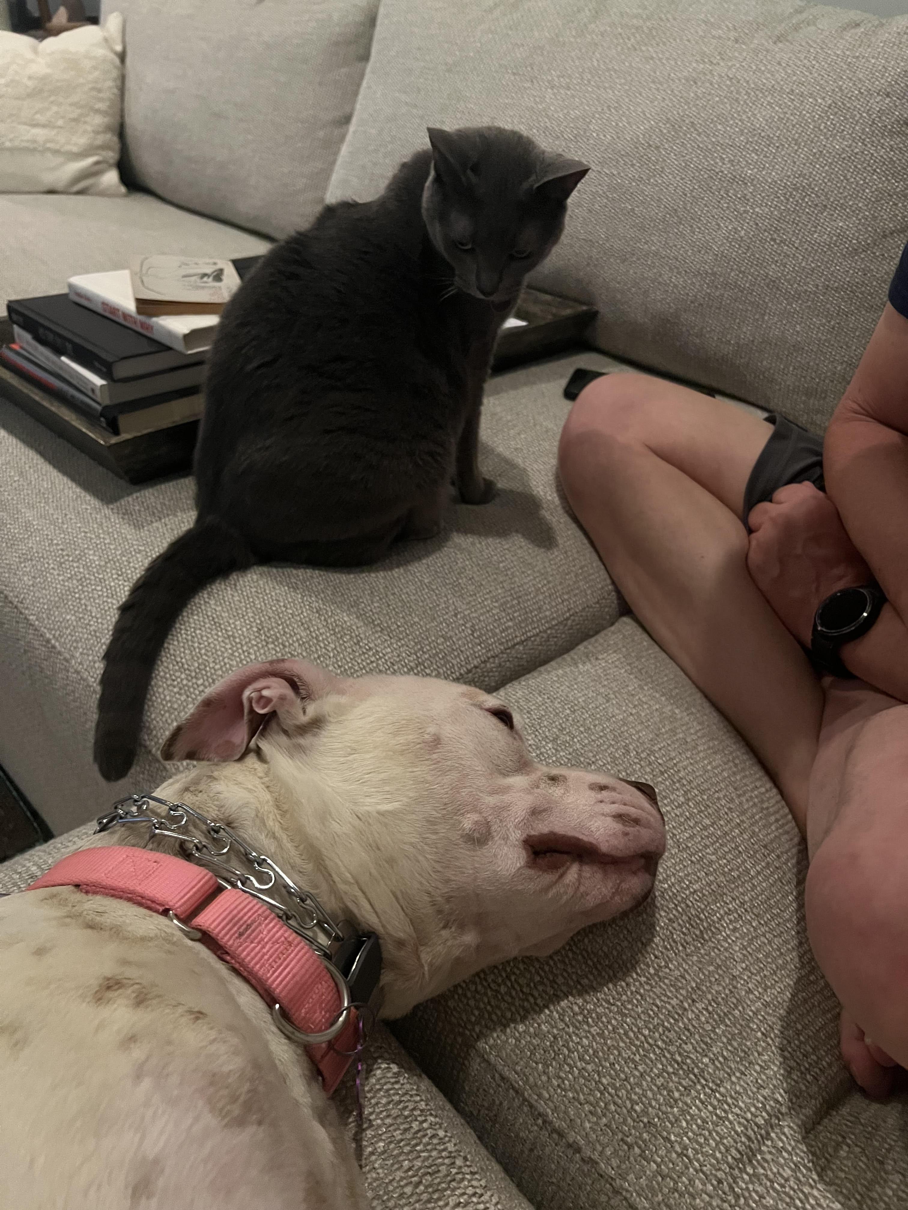 Enlarge Cassie, a Adoptable mixed breed in Cumming, GA image 3/5