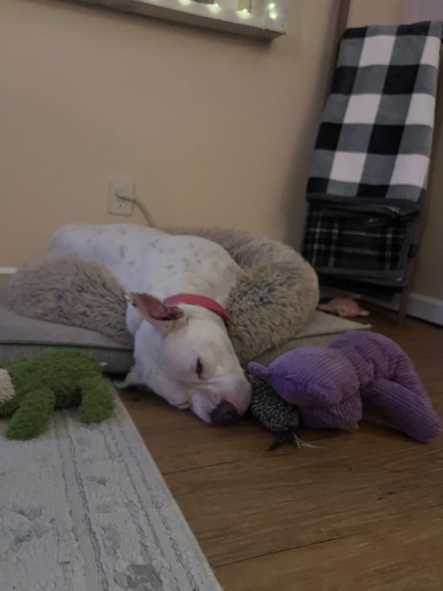 Enlarge Cassie, a Adoptable mixed breed in Cumming, GA image 4/5