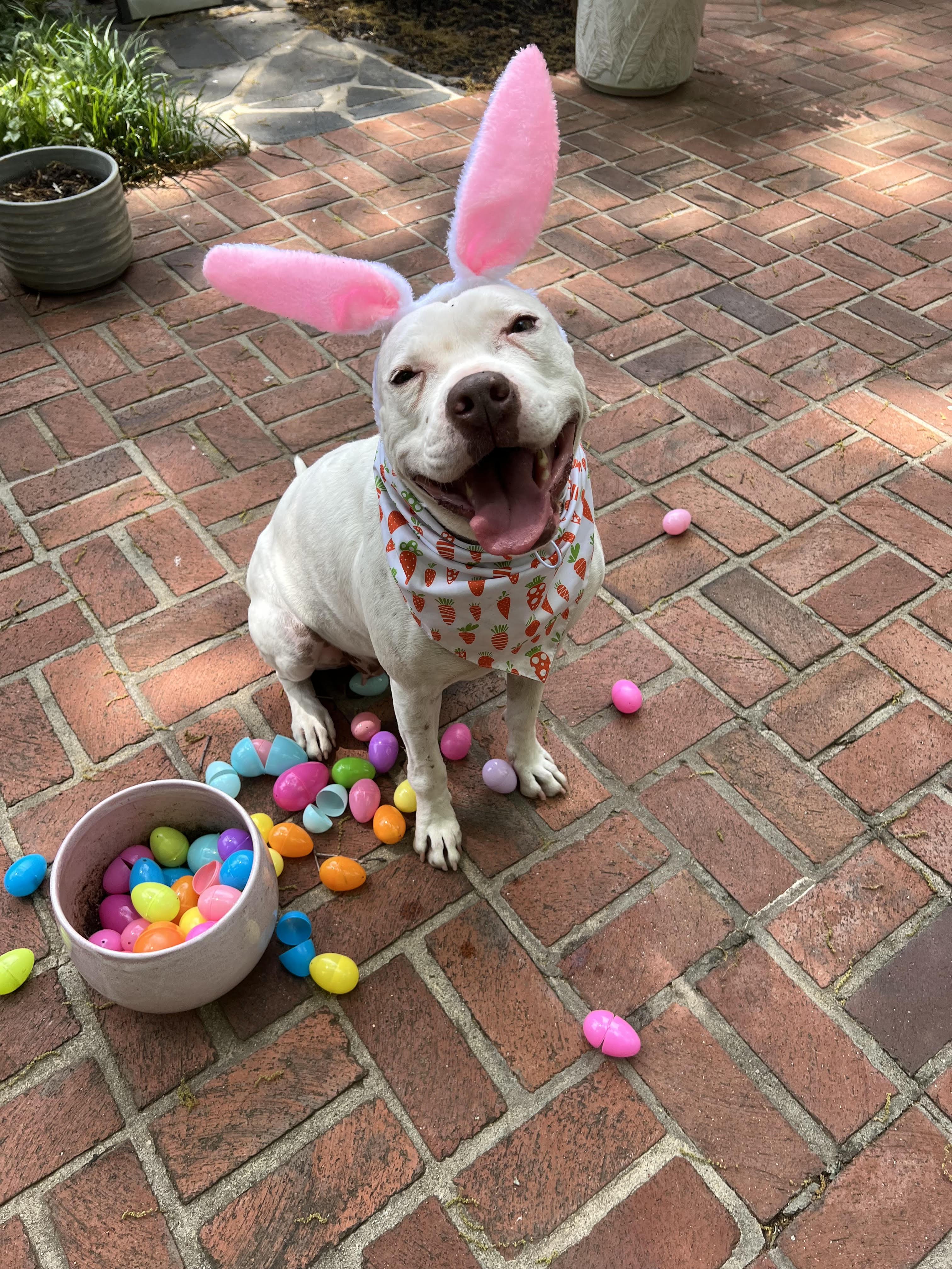 Enlarge Cassie, a Adoptable mixed breed in Cumming, GA image 5/5