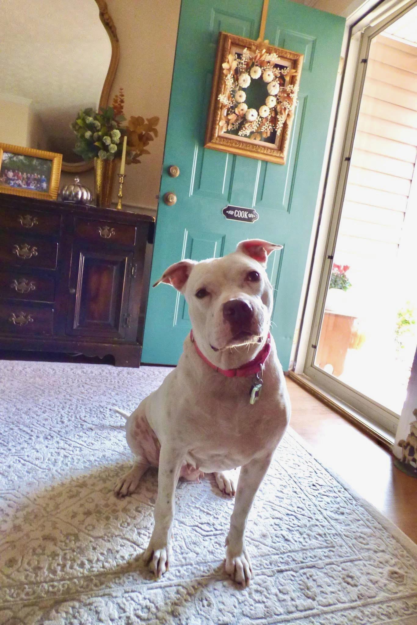 Enlarge Cassie, a Adoptable mixed breed in Cumming, GA image 1/5