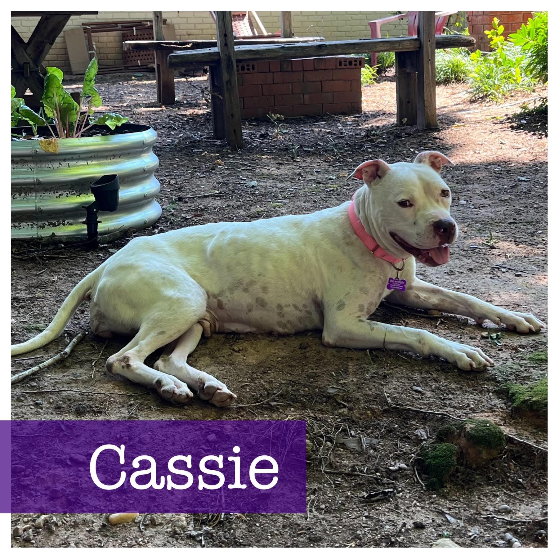 Enlarge Cassie, a Adoptable mixed breed in Cumming, GA image 2/5