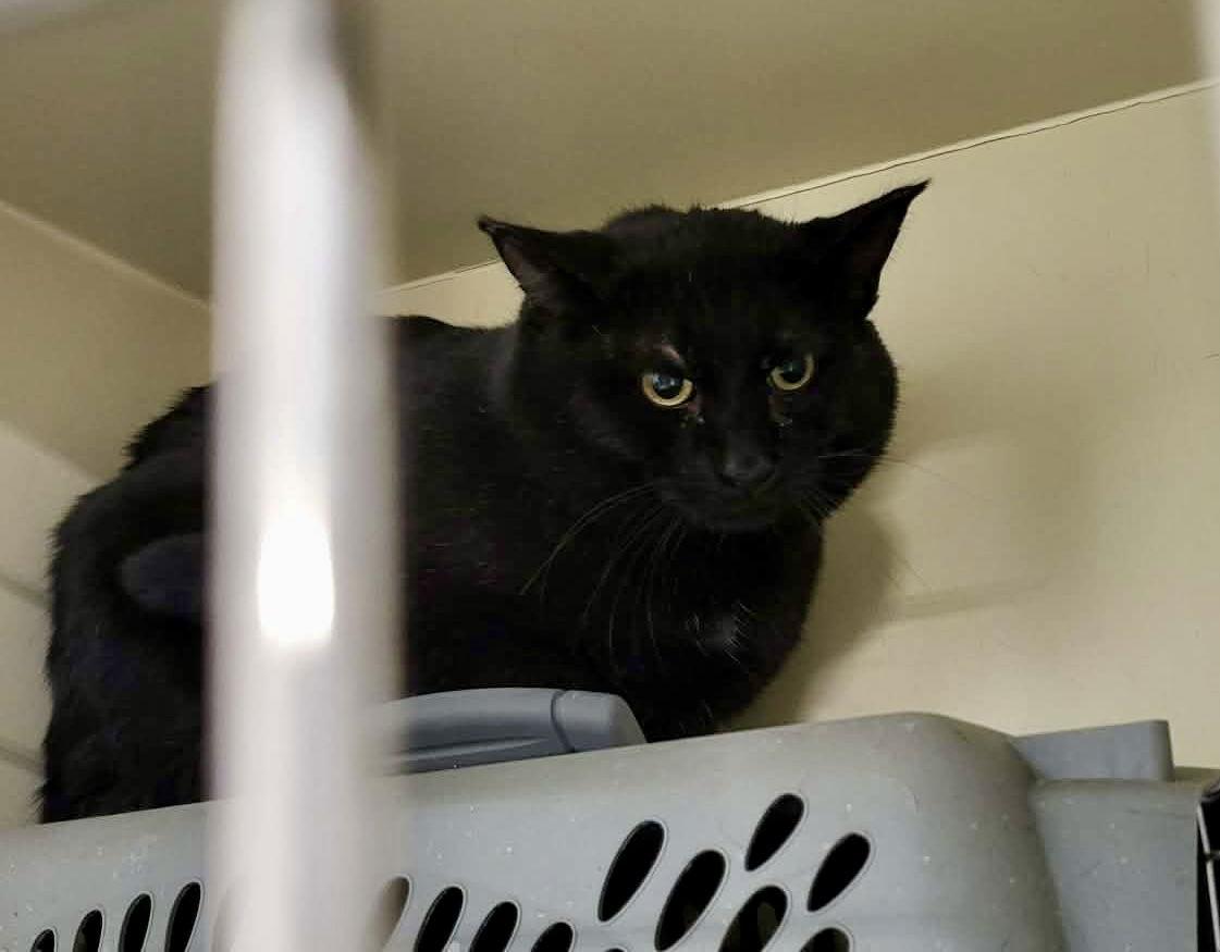 Juliene (Working Cat)