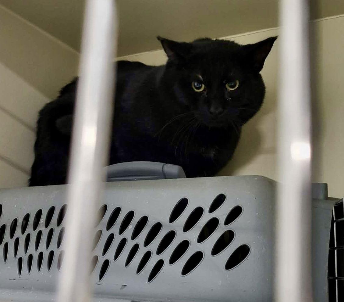 Juliene (Working Cat) — thumbnail 3