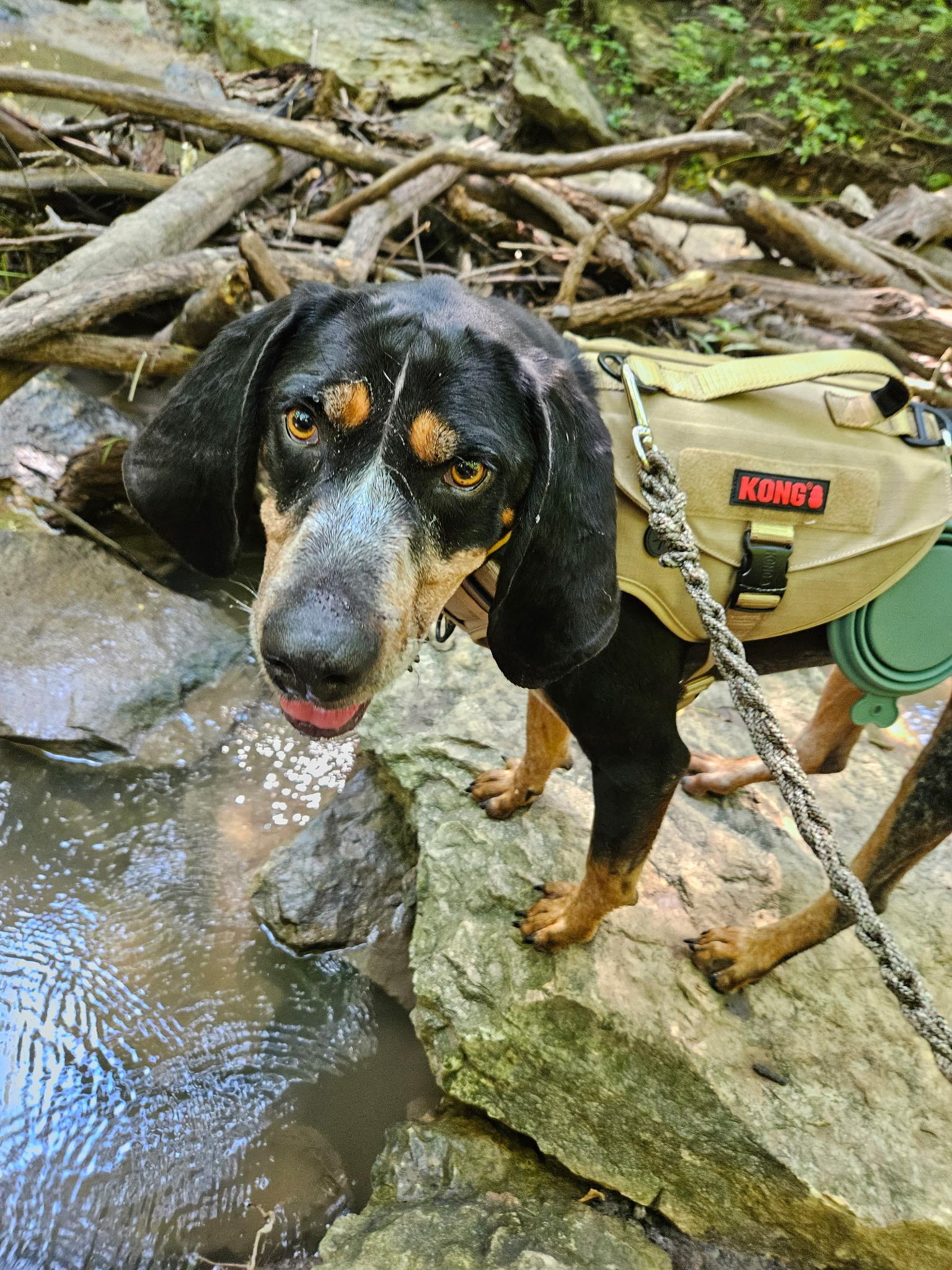 Bill, adoptable, Adult Male Bluetick Coonhound.