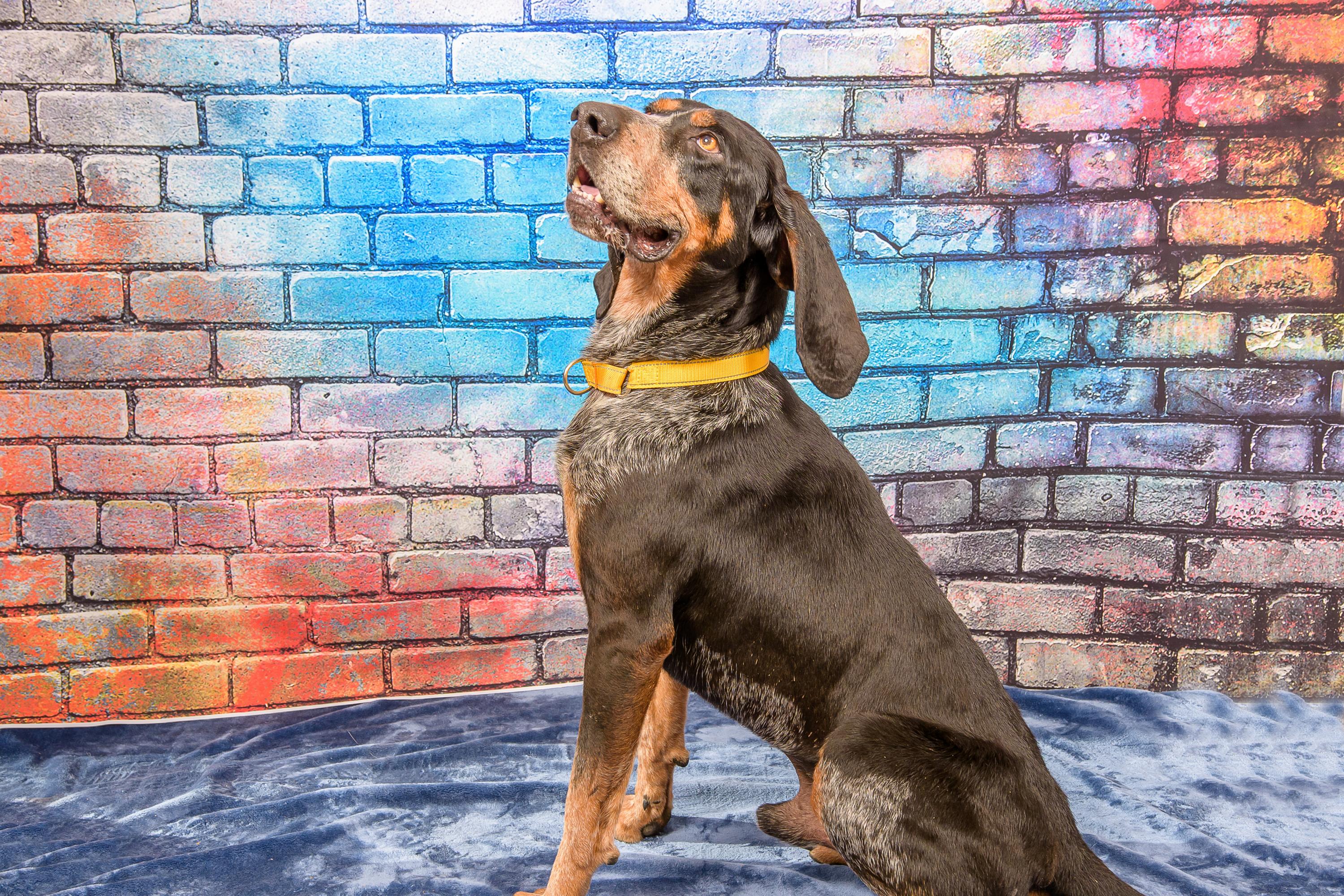 Enlarge Bill, an adoptable Bluetick Coonhound in Blair, NE image 2/5