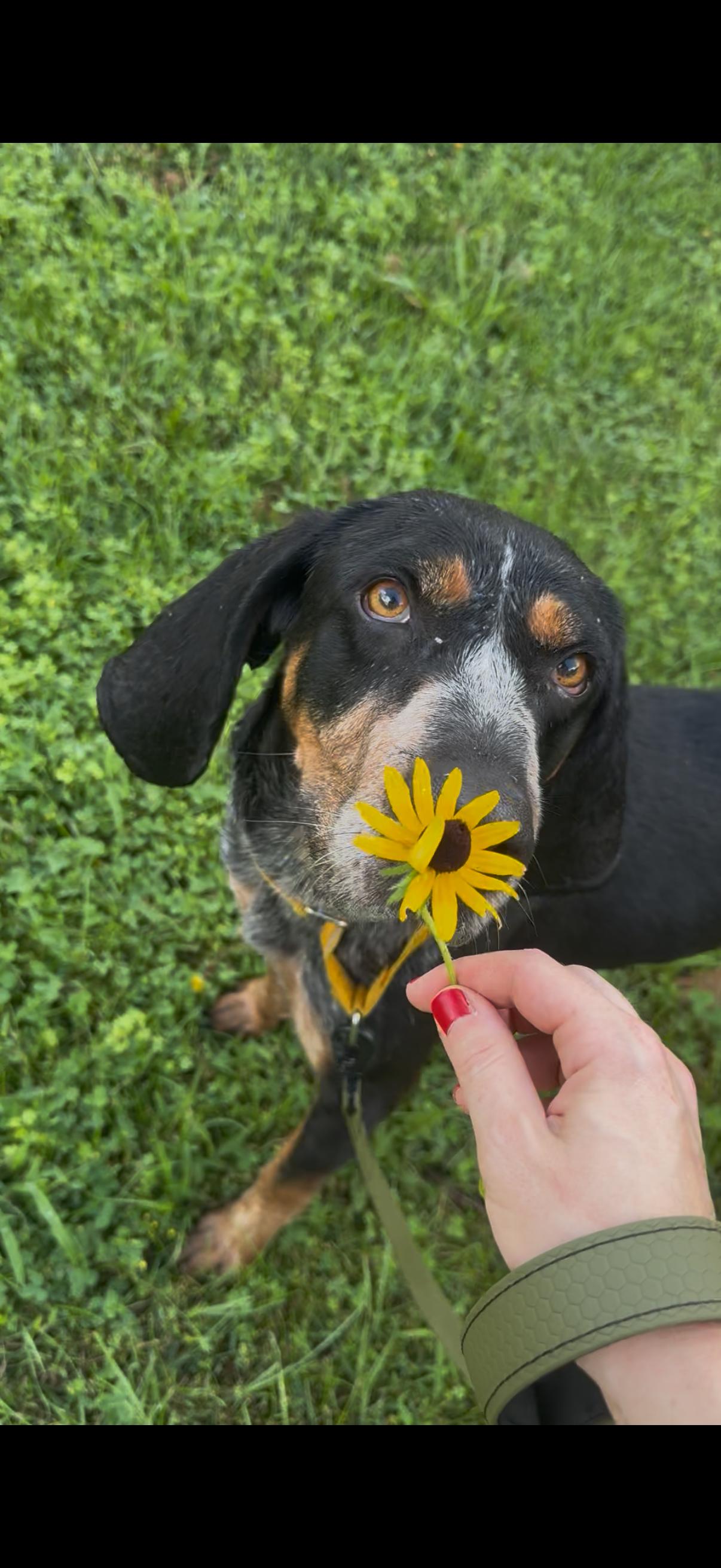 Enlarge Bill, an adoptable Bluetick Coonhound in Blair, NE image 3/5