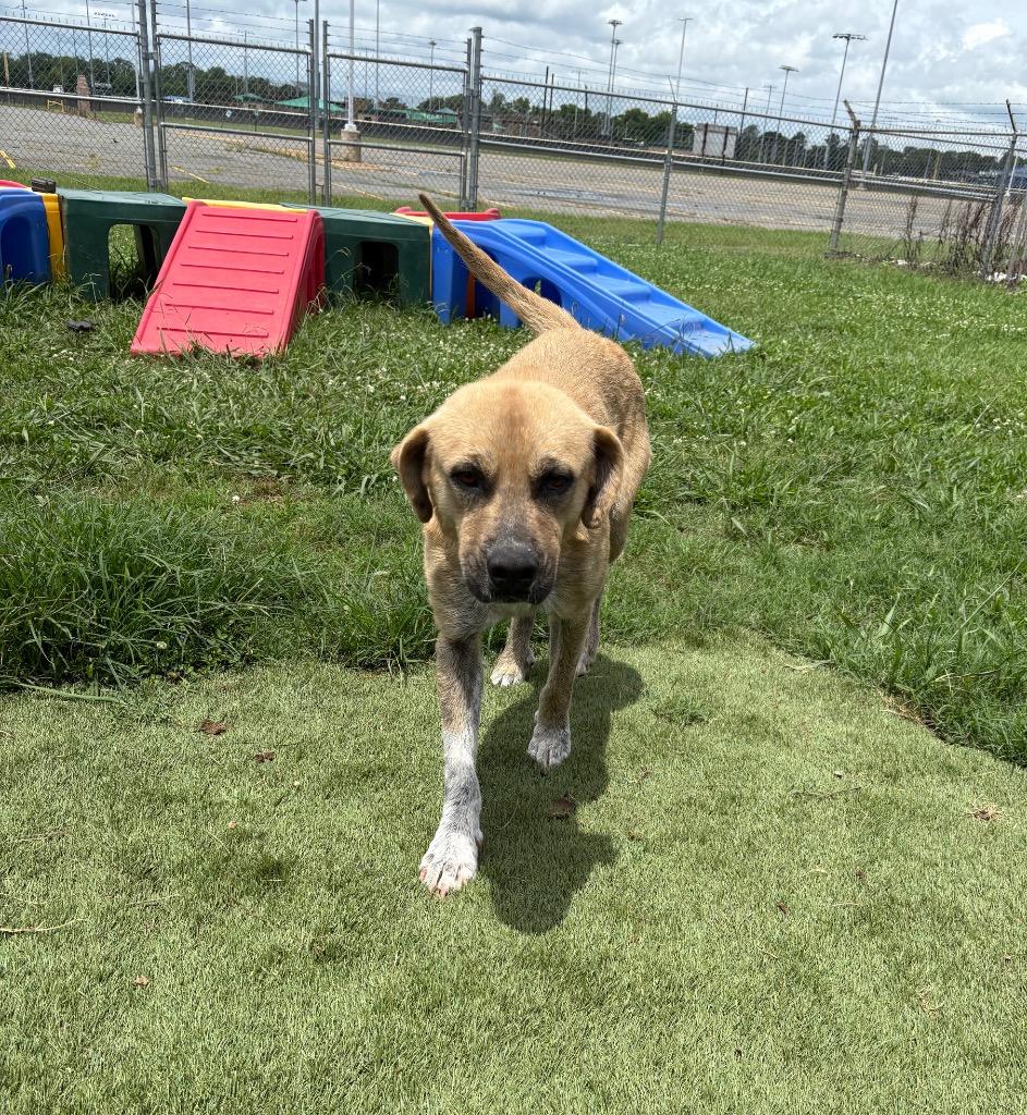 Charlie, Adoptable, Young Male Labrador Retriever.