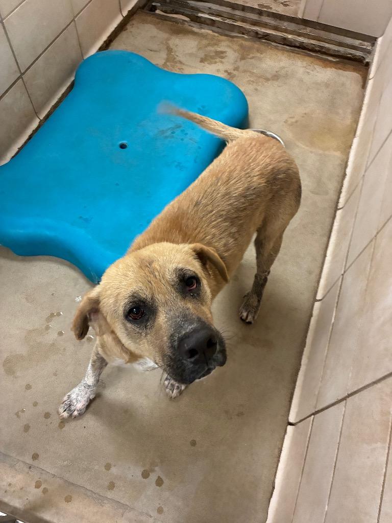Charlie, a Adoptable Labrador Retriever in Bossier City, LA image 2/4
