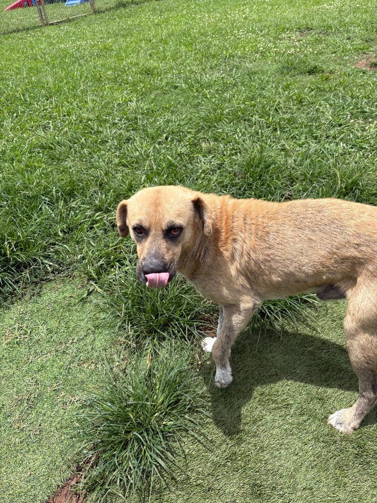 Charlie, a Adoptable Labrador Retriever in Bossier City, LA image 3/4