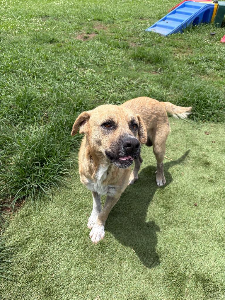 Charlie, a Adoptable Labrador Retriever in Bossier City, LA image 4/4