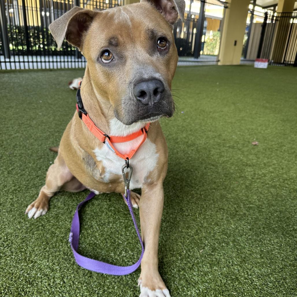 Enlarge Frank, a Adoptable Mixed Breed in West Palm Beach, FL image 1/6