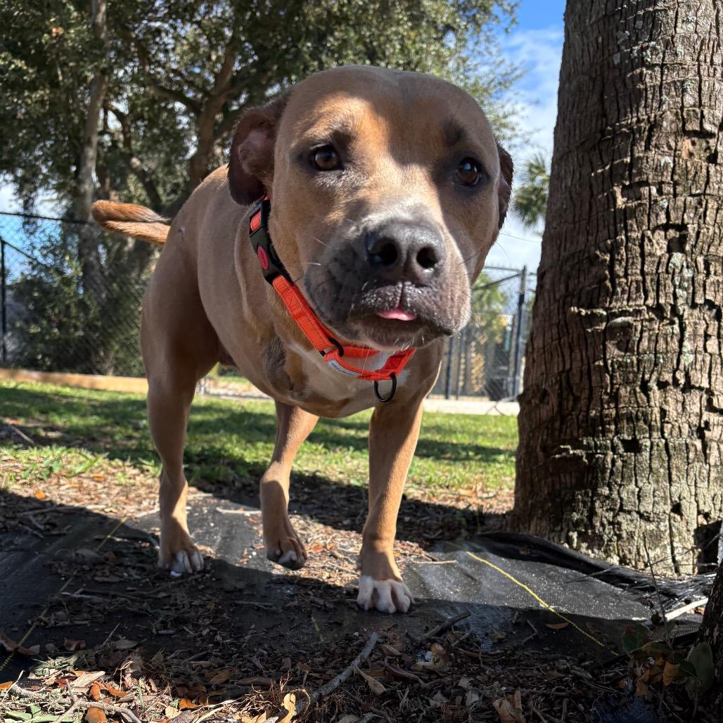 Enlarge Frank, a Adoptable Mixed Breed in West Palm Beach, FL image 2/6