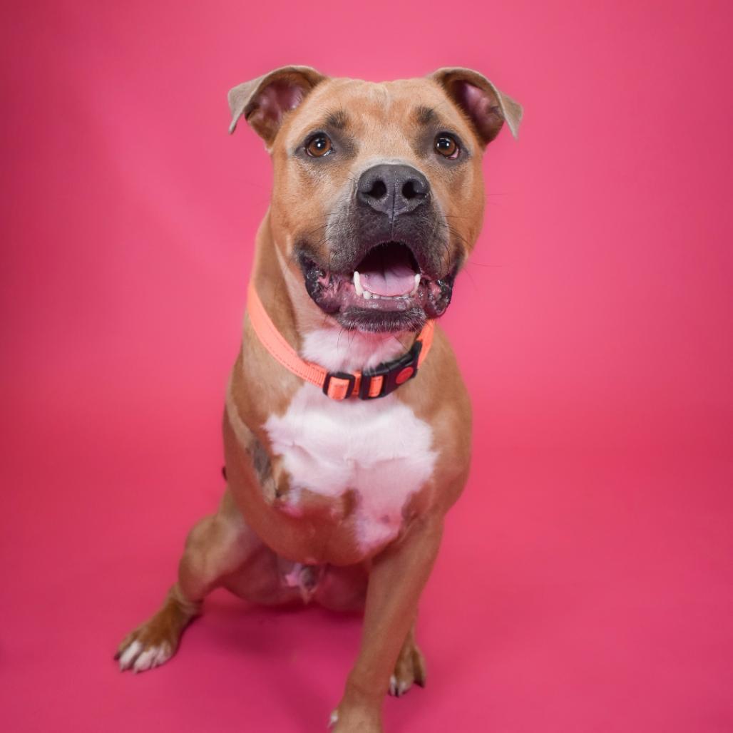 Enlarge Frank, a Adoptable Mixed Breed in West Palm Beach, FL image 3/6