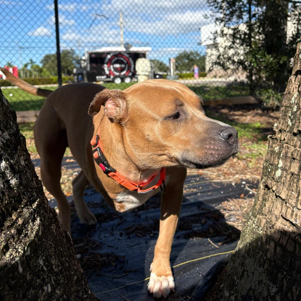Enlarge Frank, a Adoptable Mixed Breed in West Palm Beach, FL image 4/6